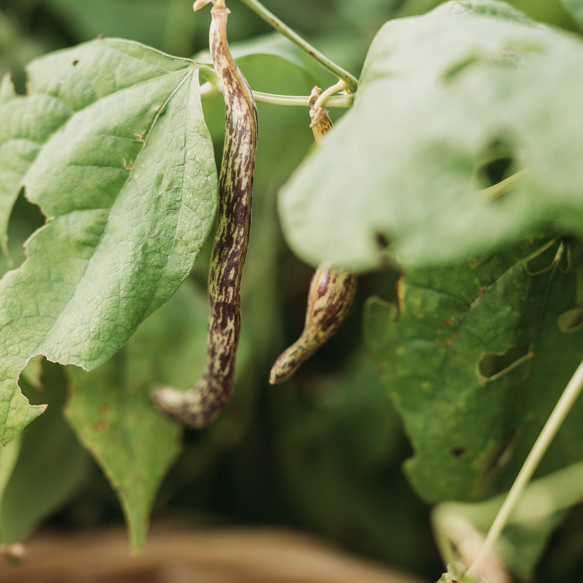 Dragon's Tongue Bean