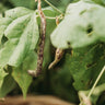 Dragon's Tongue Bean