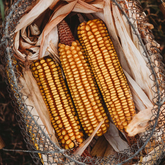 Dublin Dent Corn