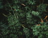 Dwarf Siberian Kale