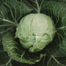 Early Golden Acre Cabbage