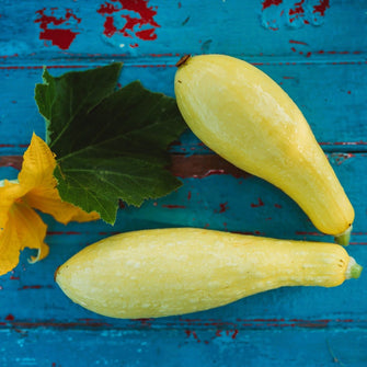 Early Prolific Straightneck Summer Squash
