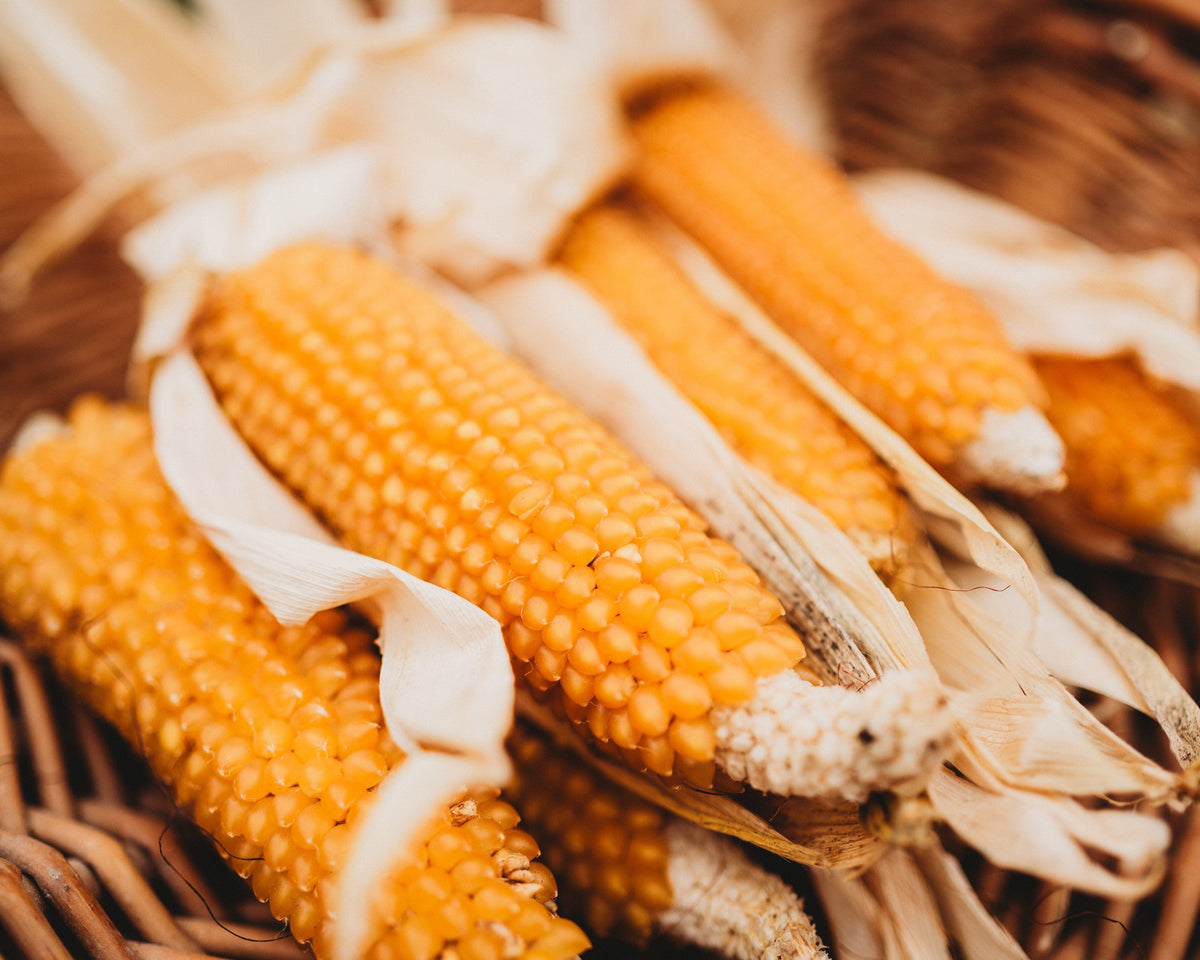 Eastern Sunburst Yellow Popcorn
