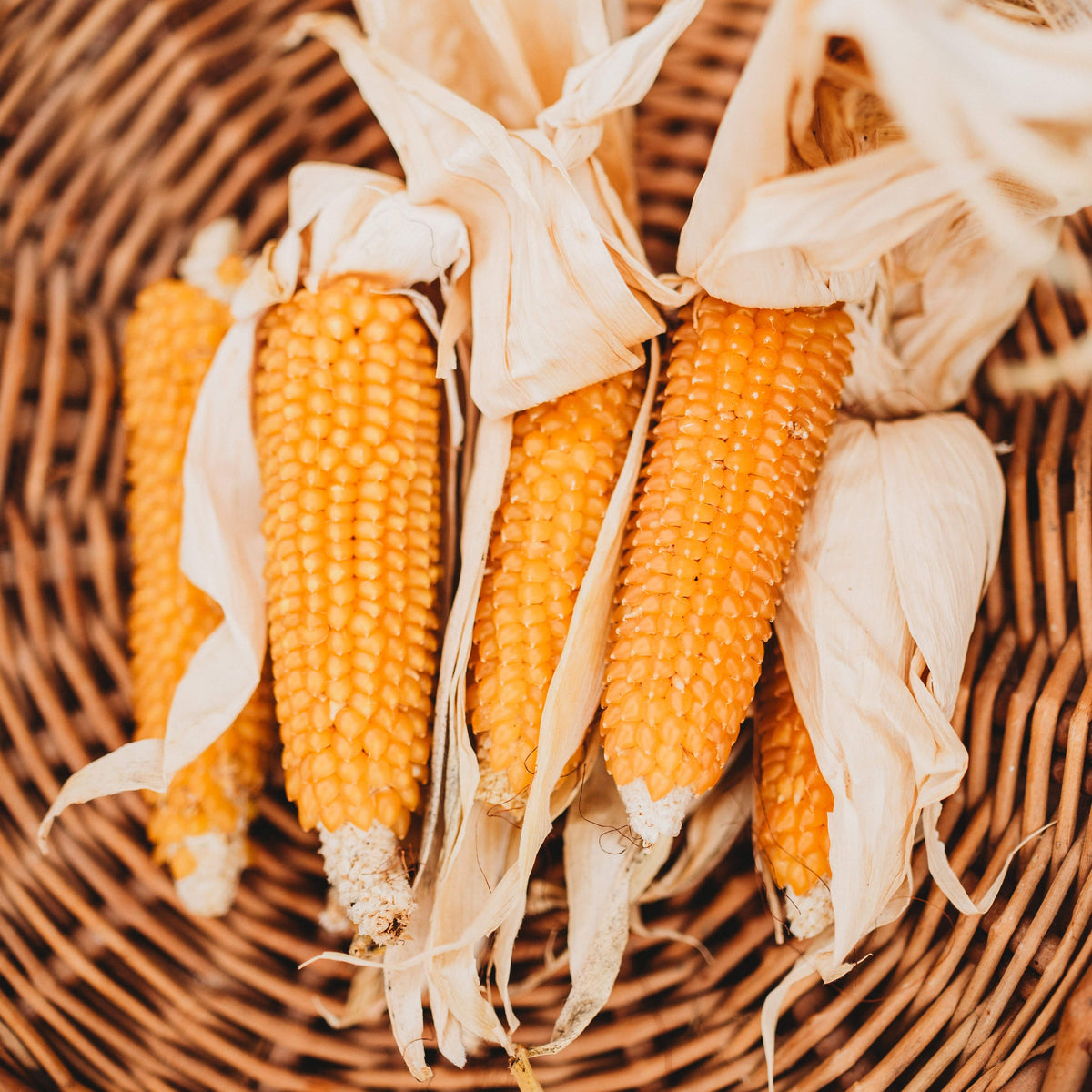 Eastern Sunburst Yellow Popcorn