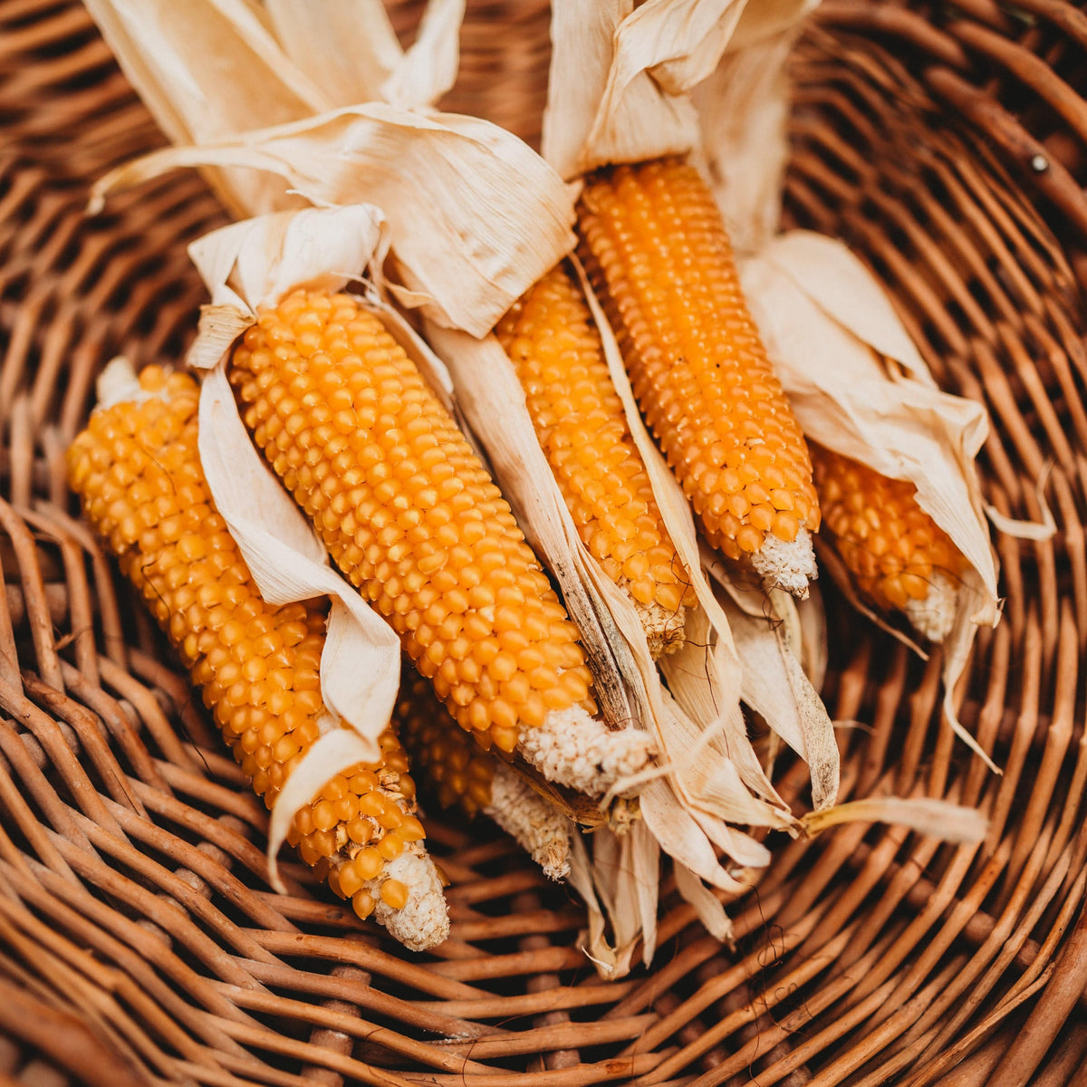 Eastern Sunburst Yellow Popcorn