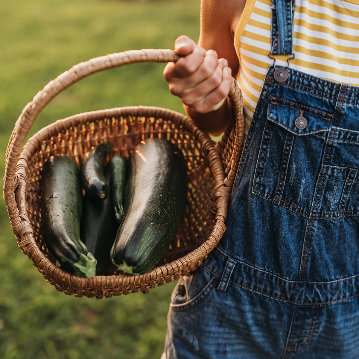 Fordhook Zucchini