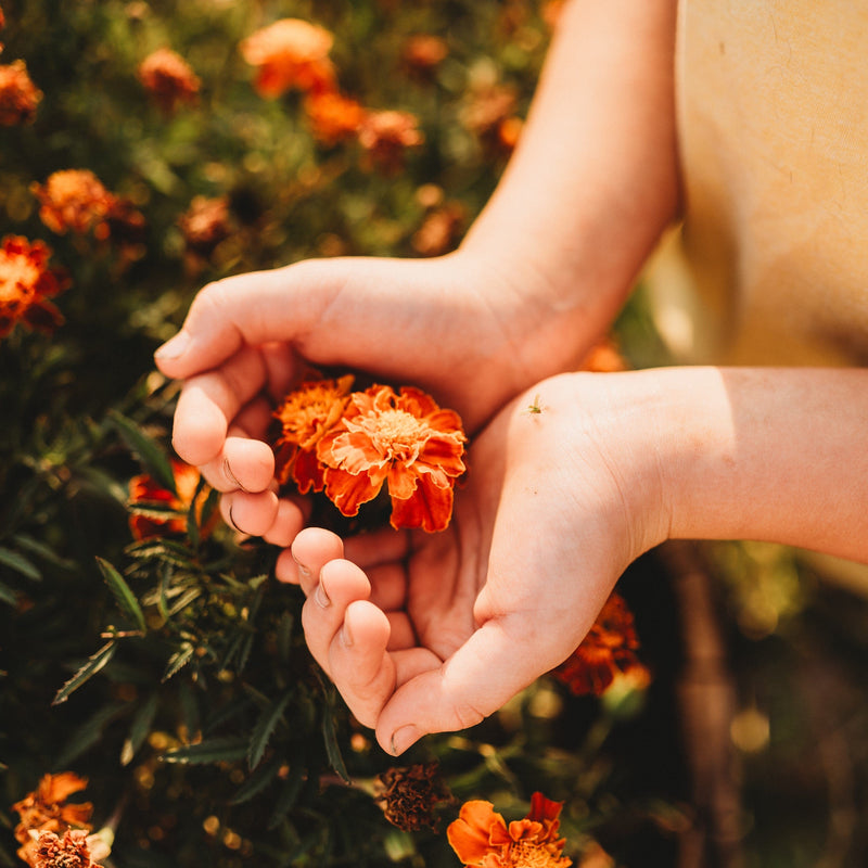 French Marigold