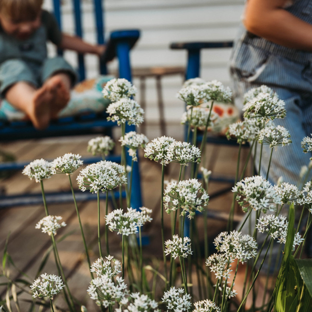 Garlic Chives