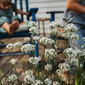 Garlic Chives