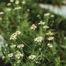 German Chamomile
