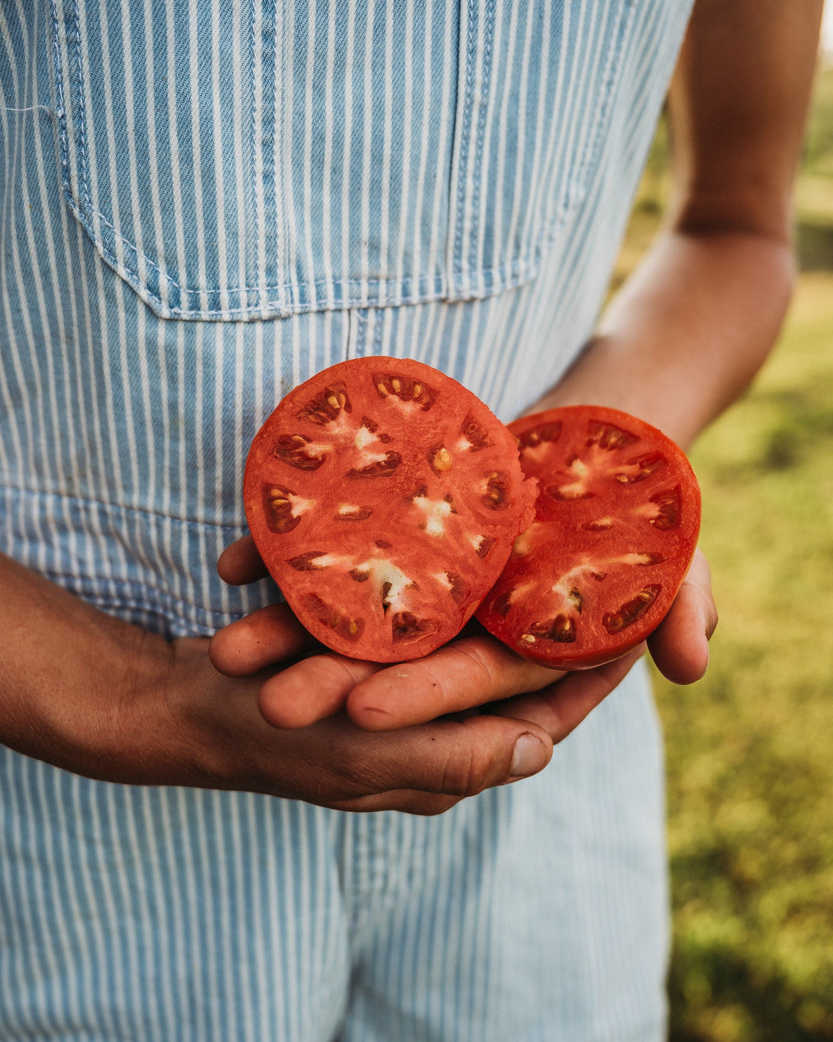 German Johnson Tomato