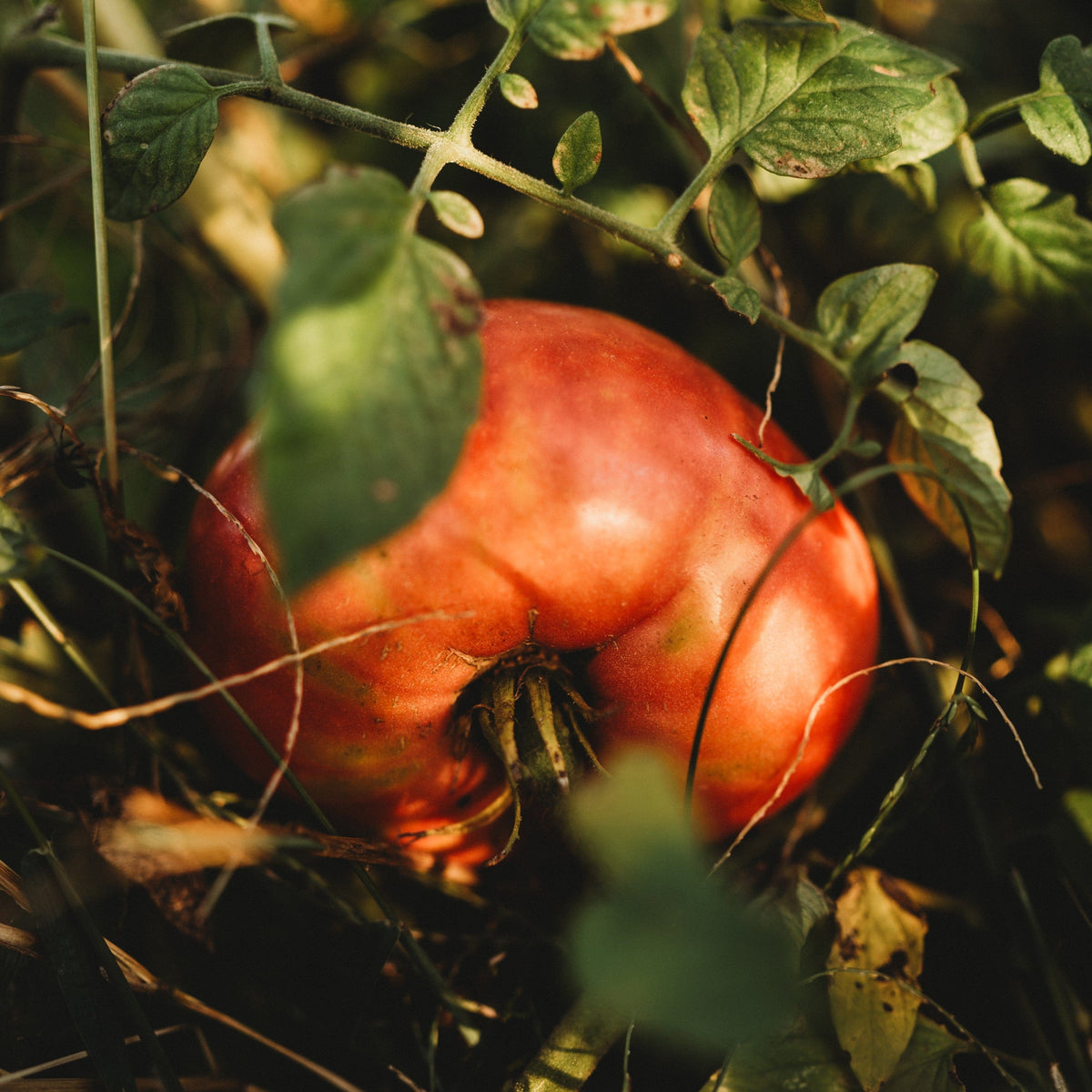 German Johnson Tomato