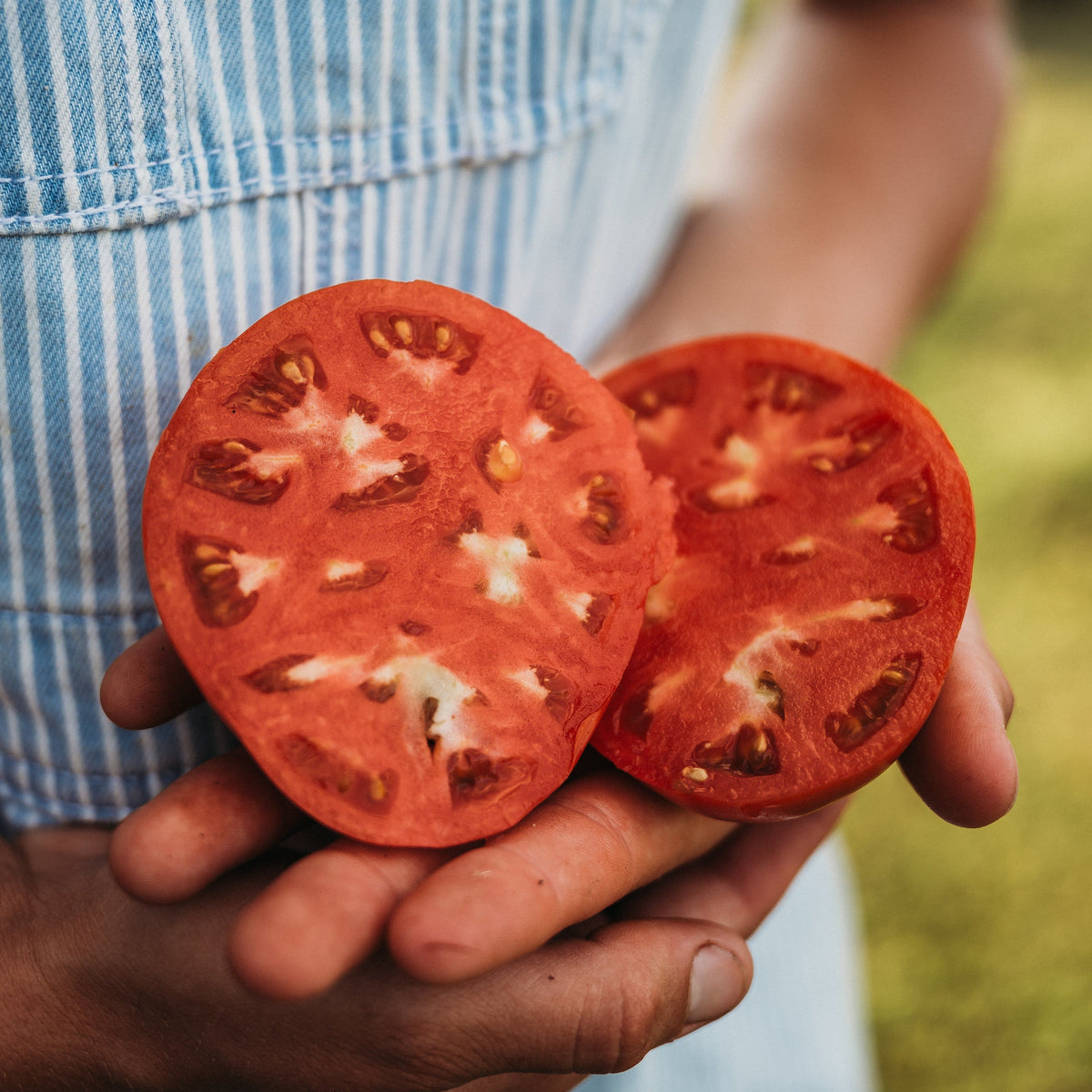 German Johnson Tomato