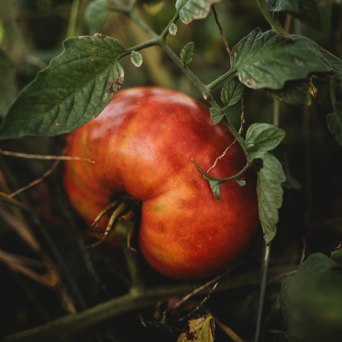 German Johnson Tomato