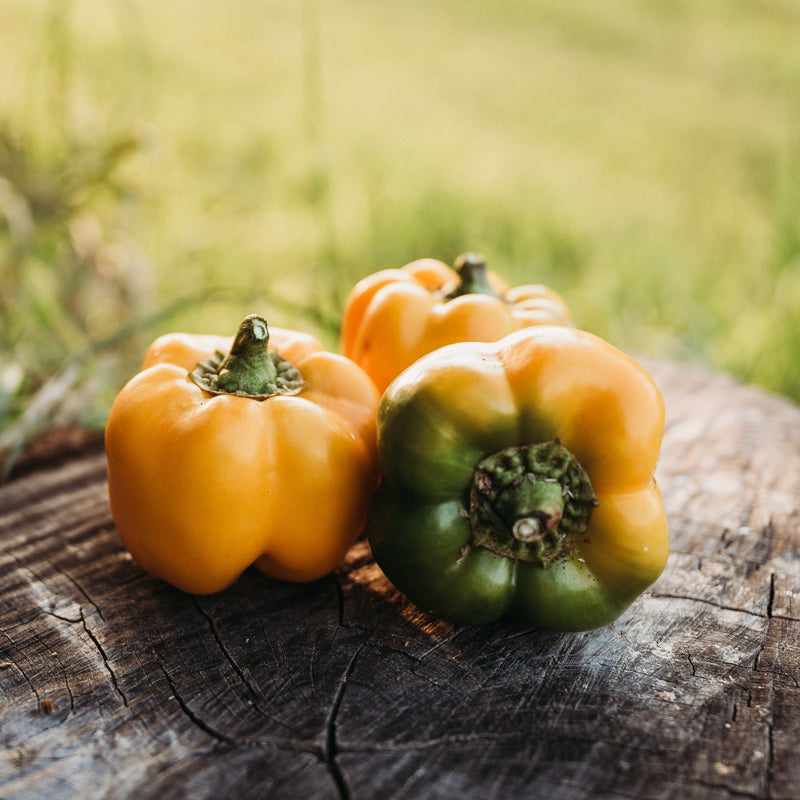 Golden California Wonder Pepper