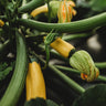 Golden Zucchini