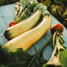 Golden Zucchini