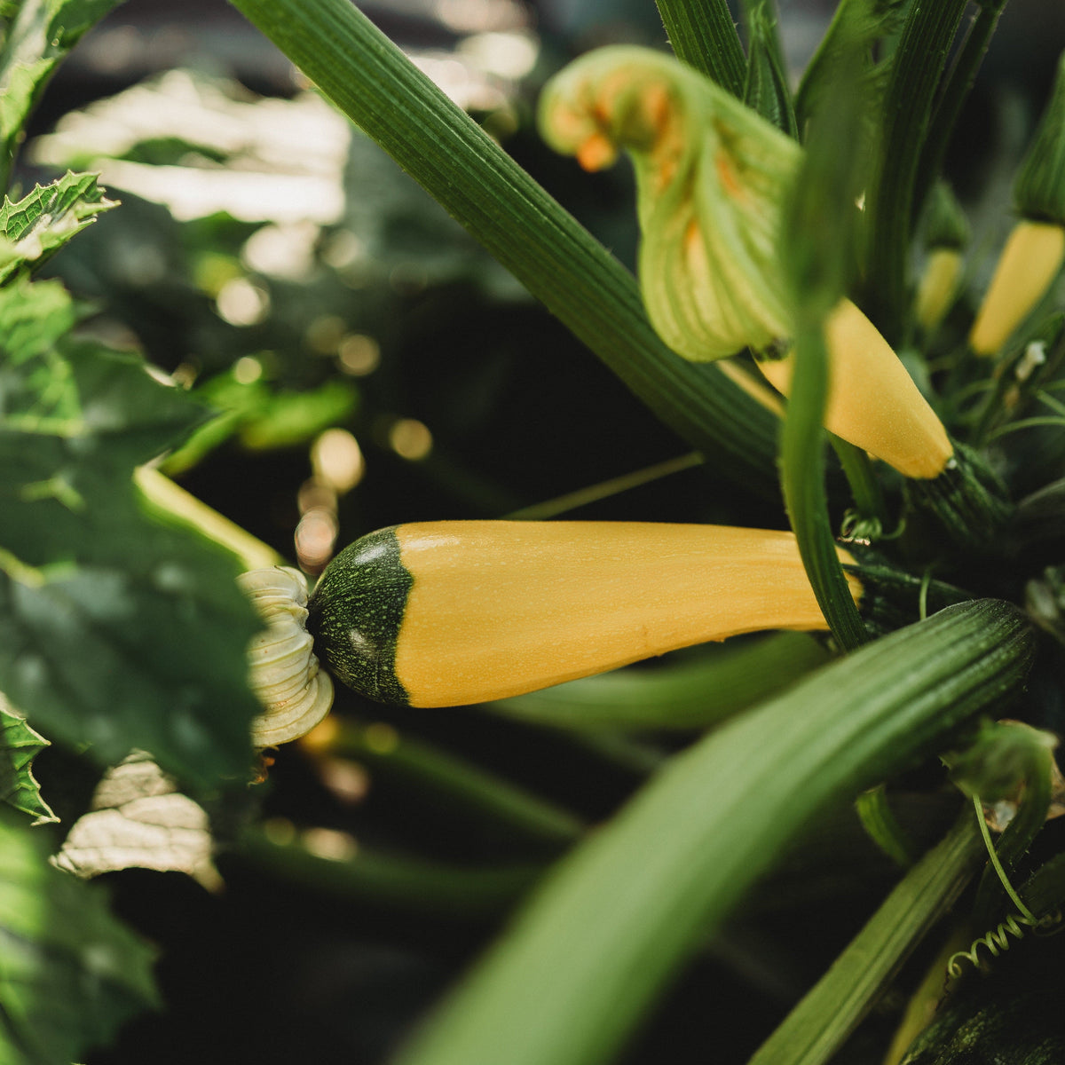 Golden Zucchini