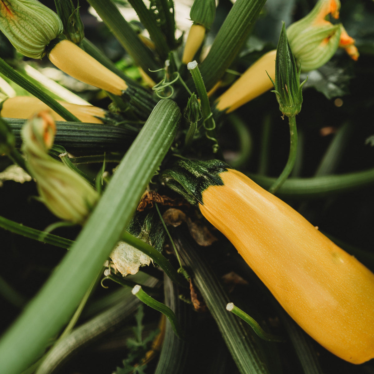 Golden Zucchini
