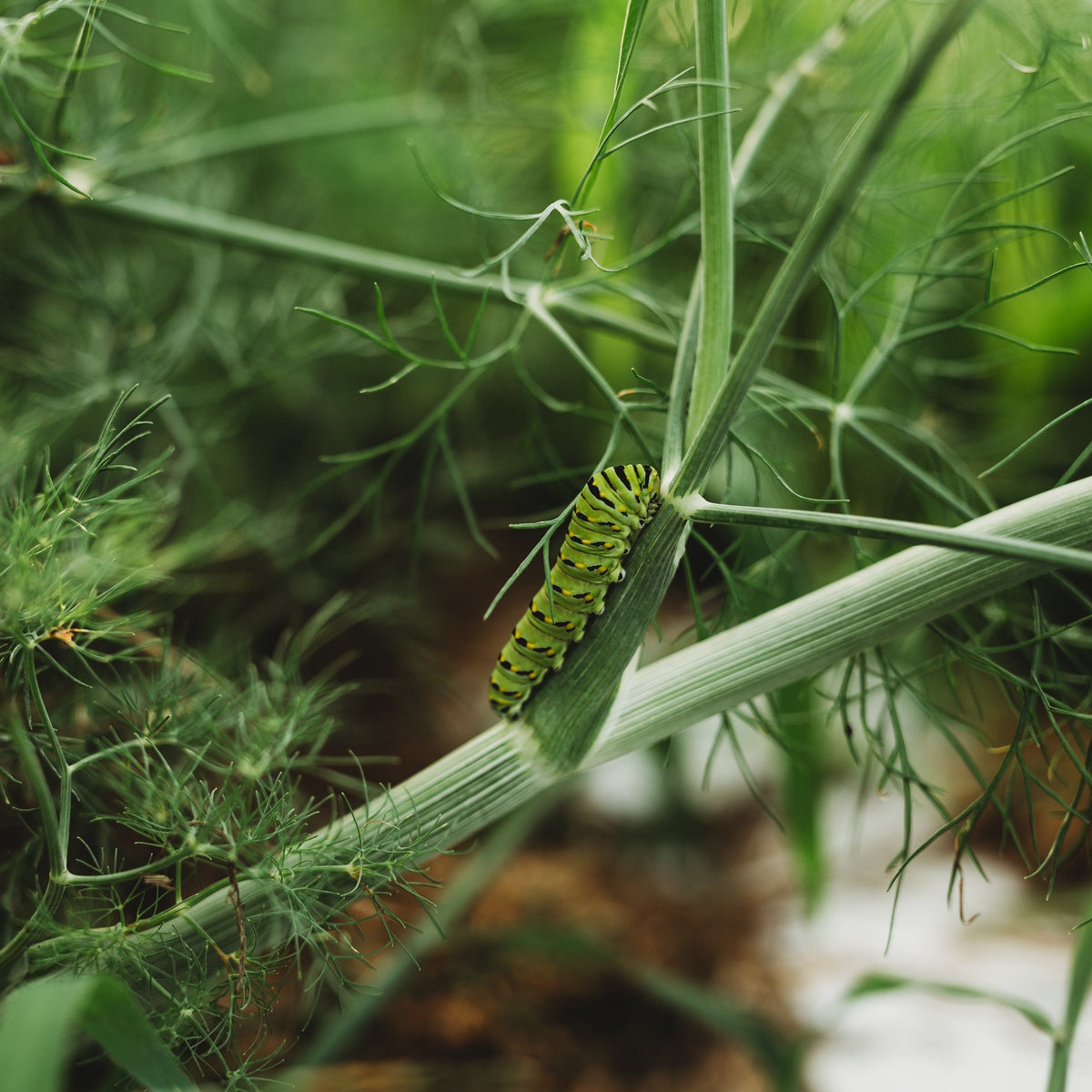 Grandma Einck's Dill