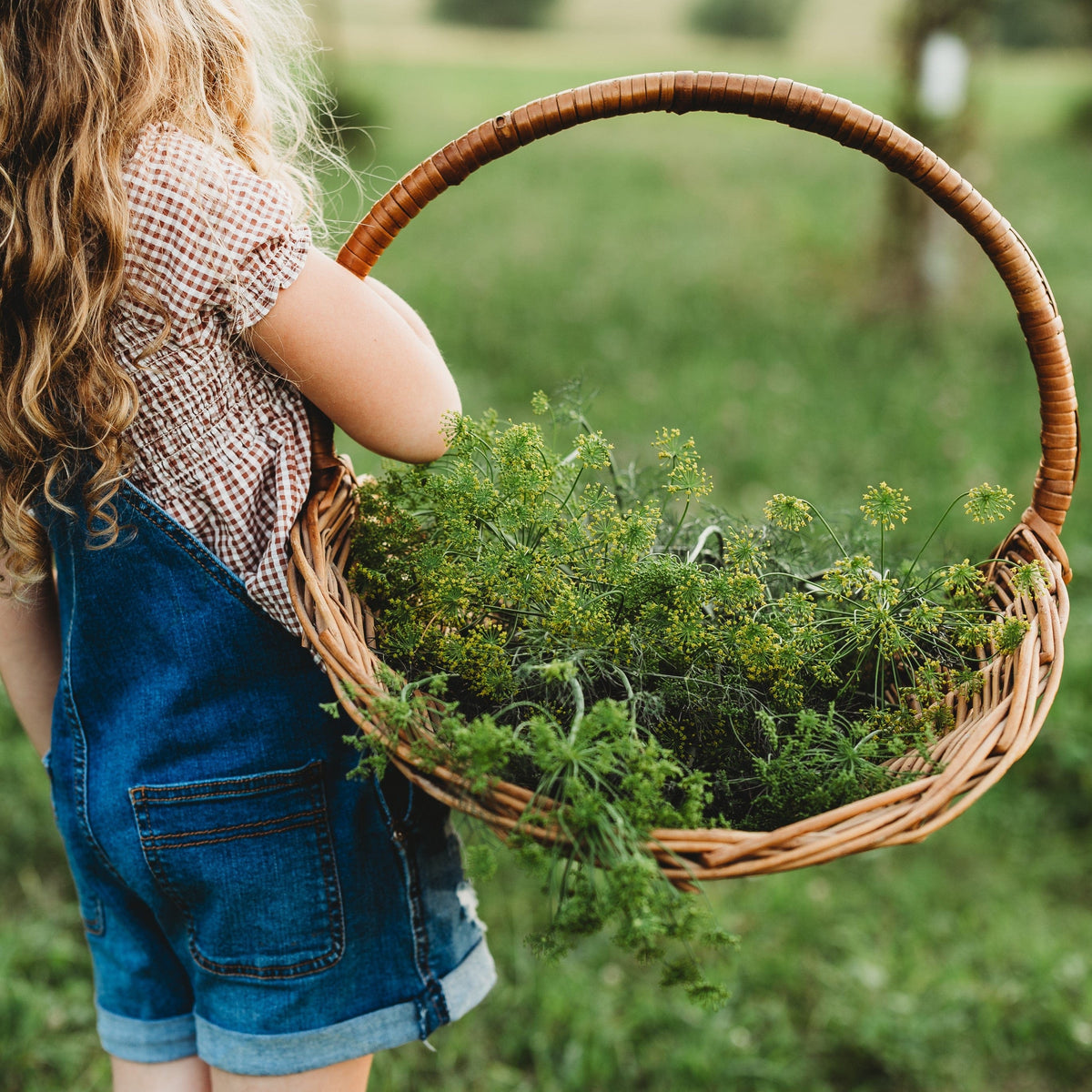 Grandma Einck's Dill