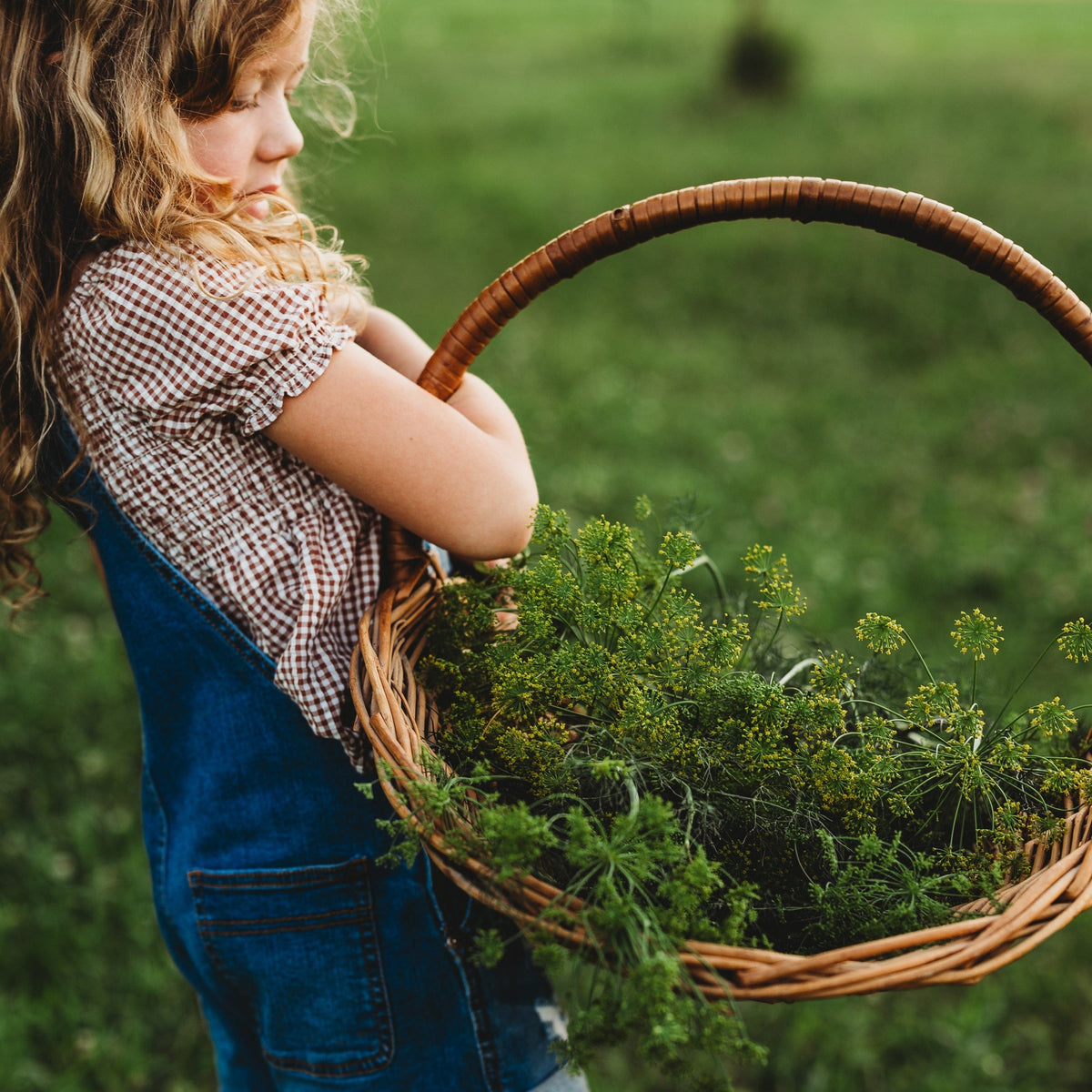 Grandma Einck's Dill