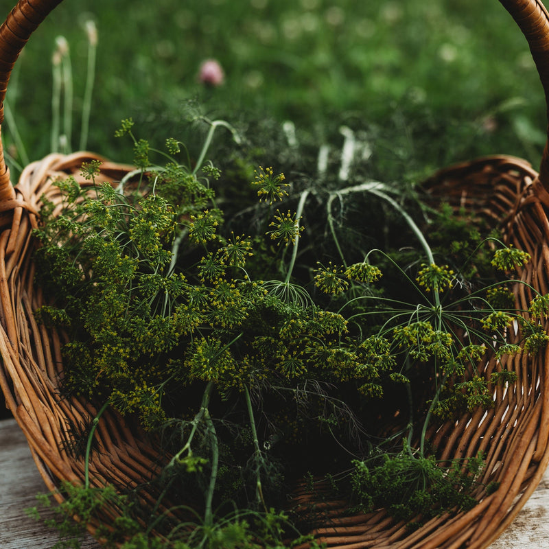 Grandma Einck's Dill