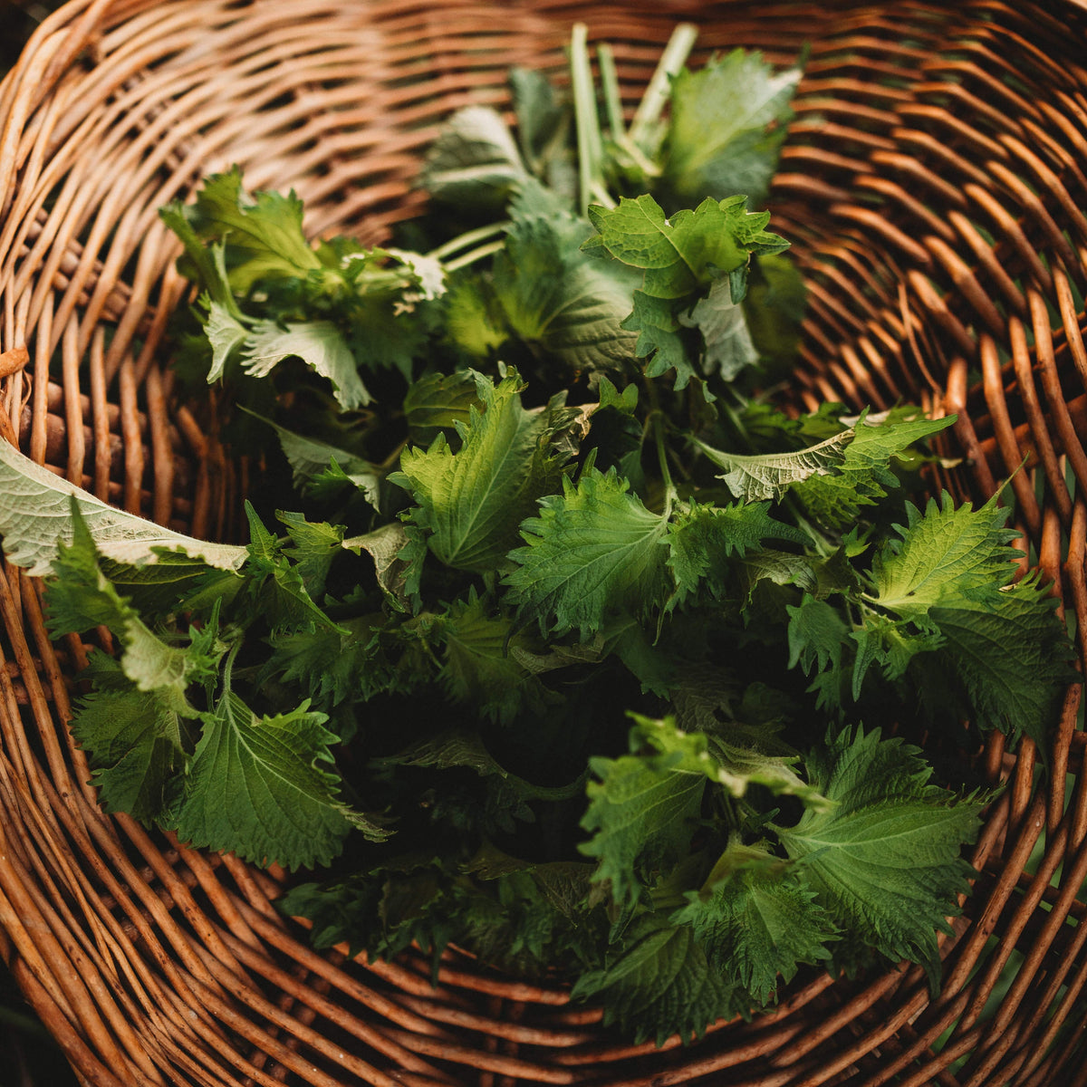 Green Ohba Perilla (Shiso)
