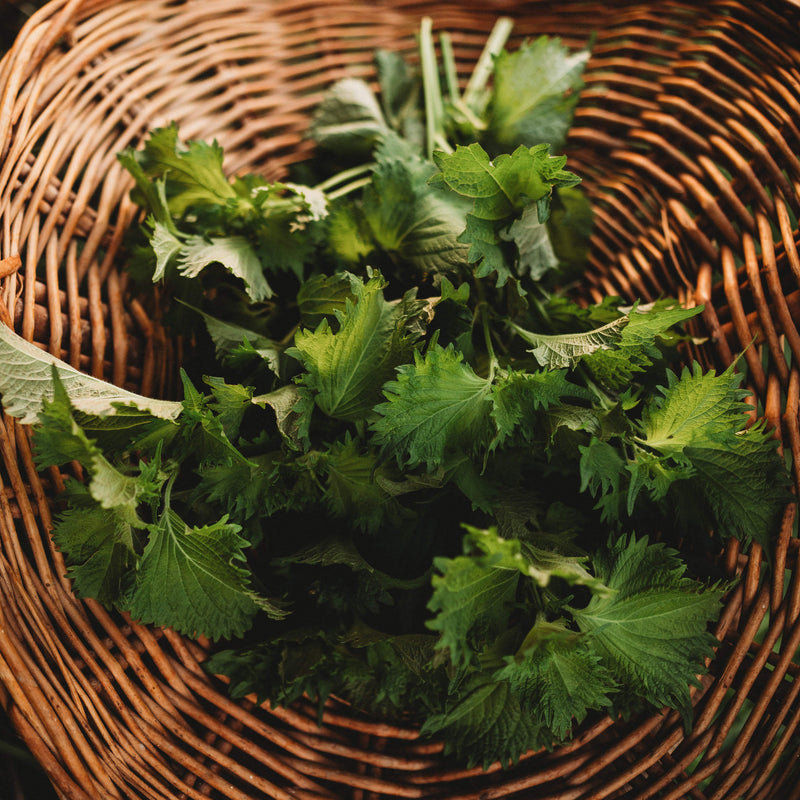 Green Ohba Perilla (Shiso)