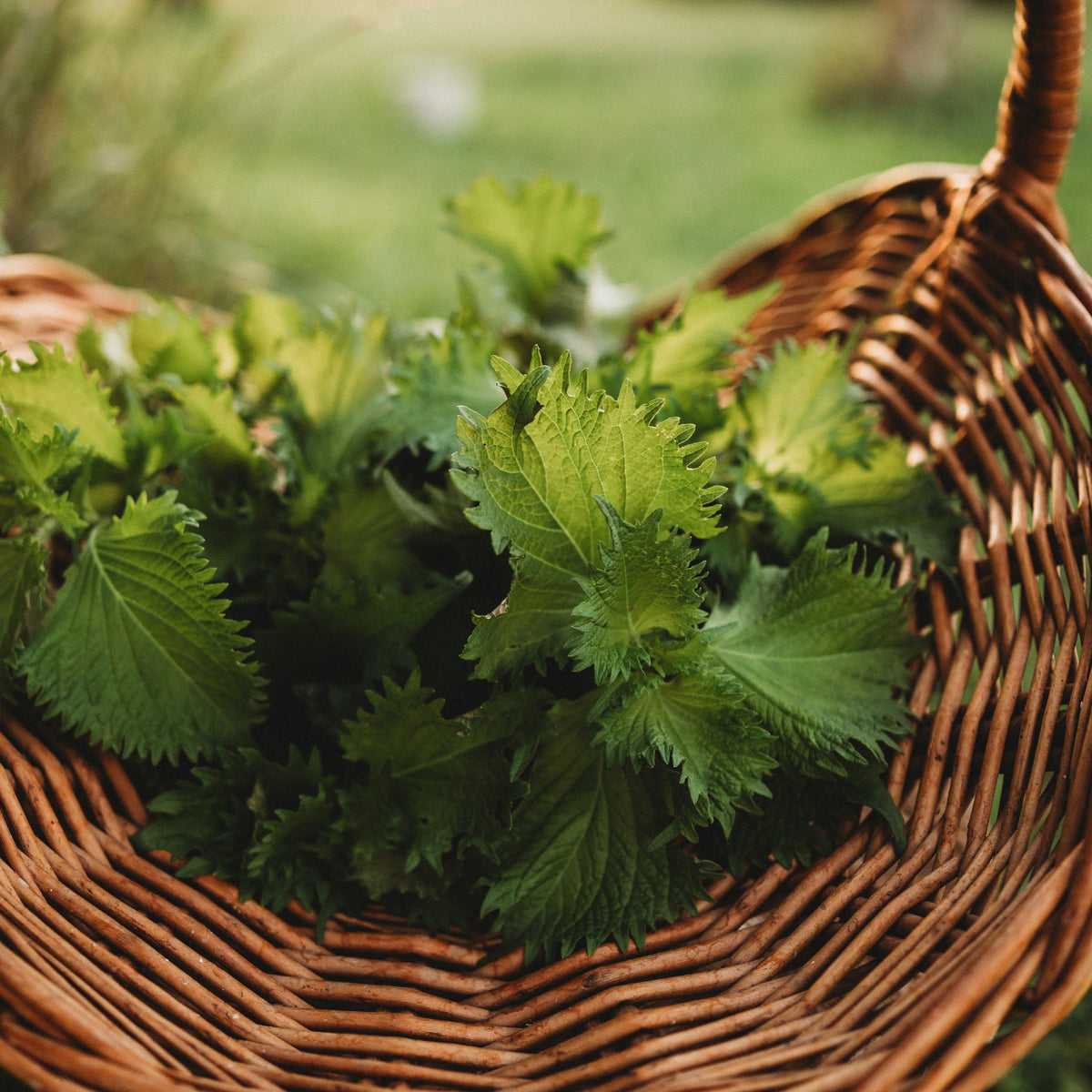 Green Ohba Perilla (Shiso)