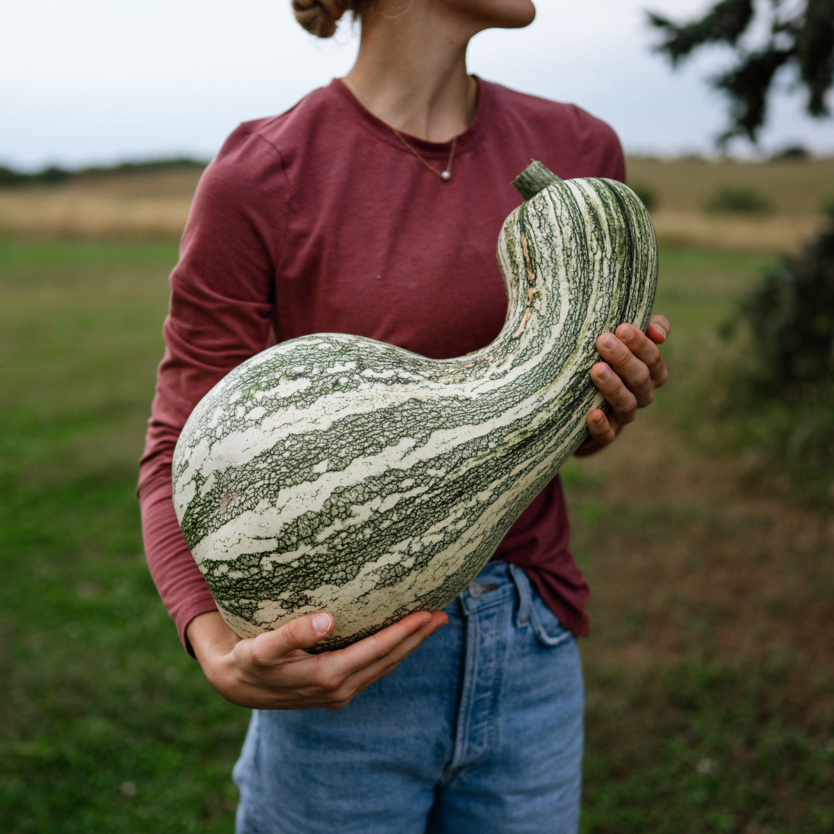 Green Striped Cushaw Squash