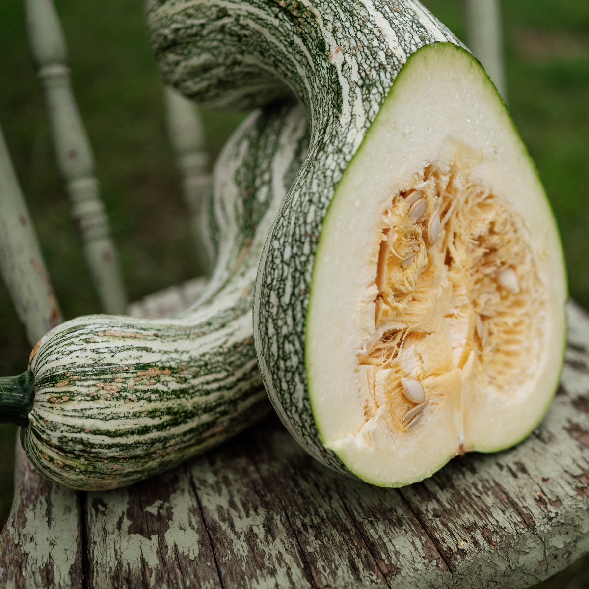 Green Striped Cushaw Squash