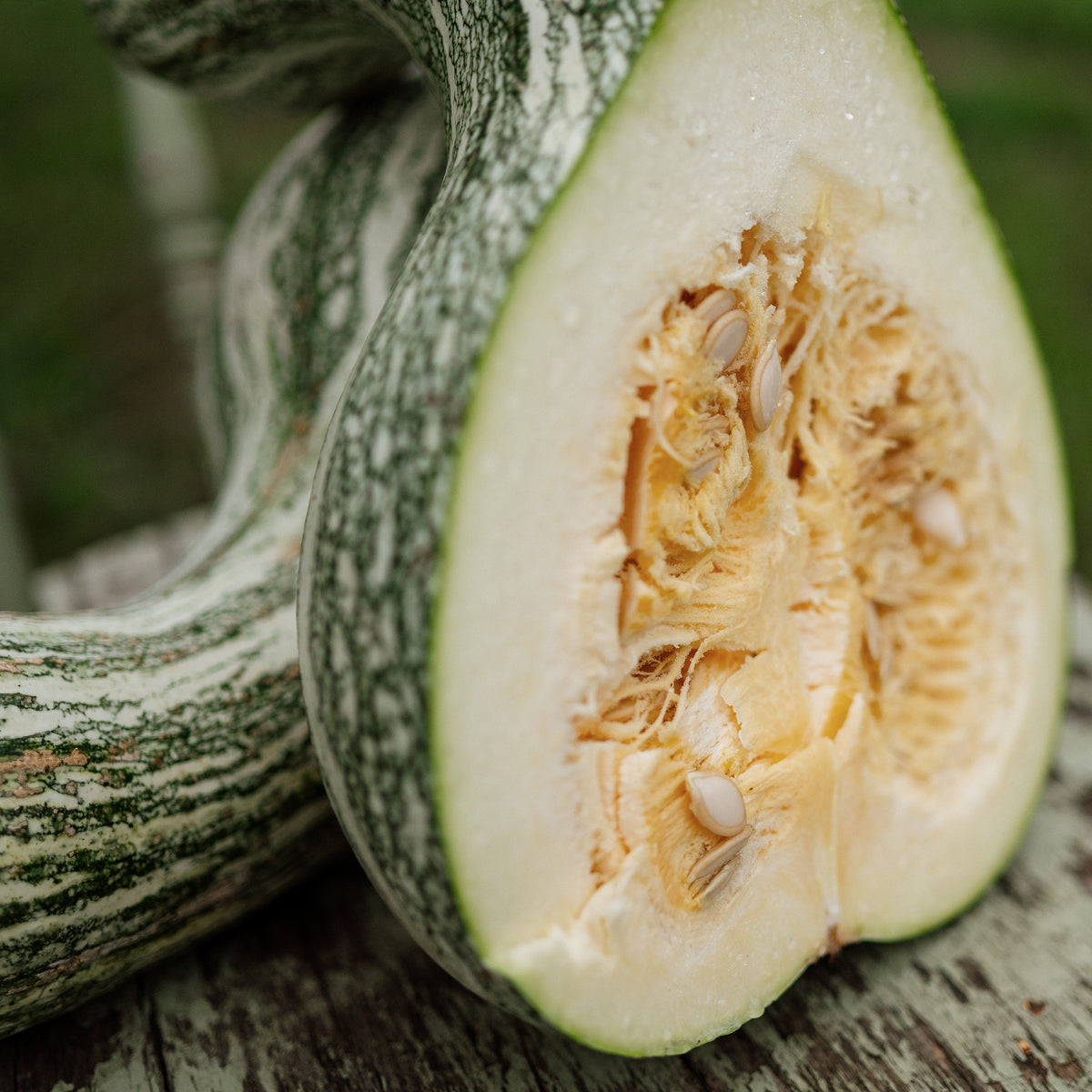 Green Striped Cushaw Squash