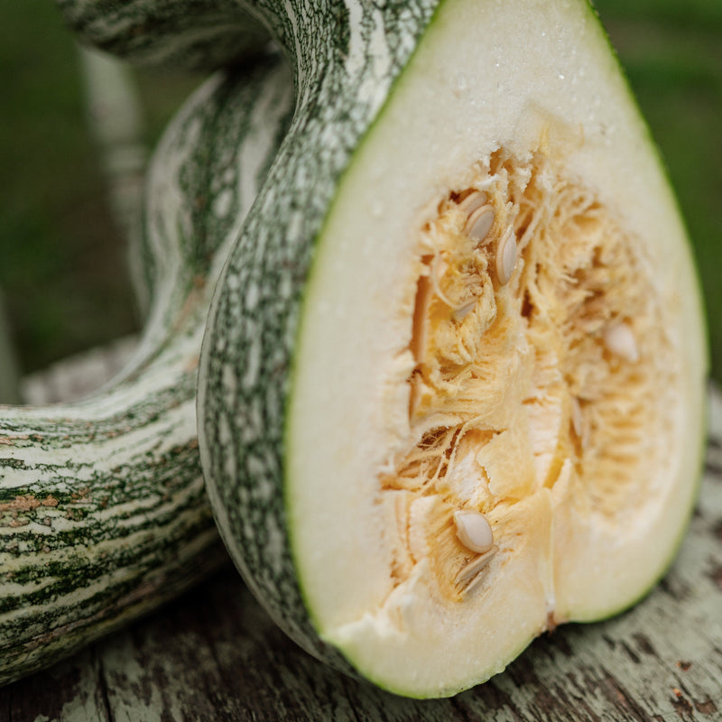 Green Striped Cushaw Squash