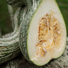 Green Striped Cushaw Squash