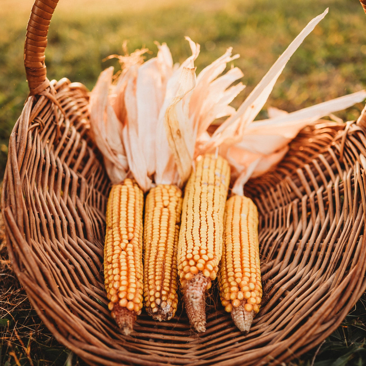 Greenfield Dent Corn