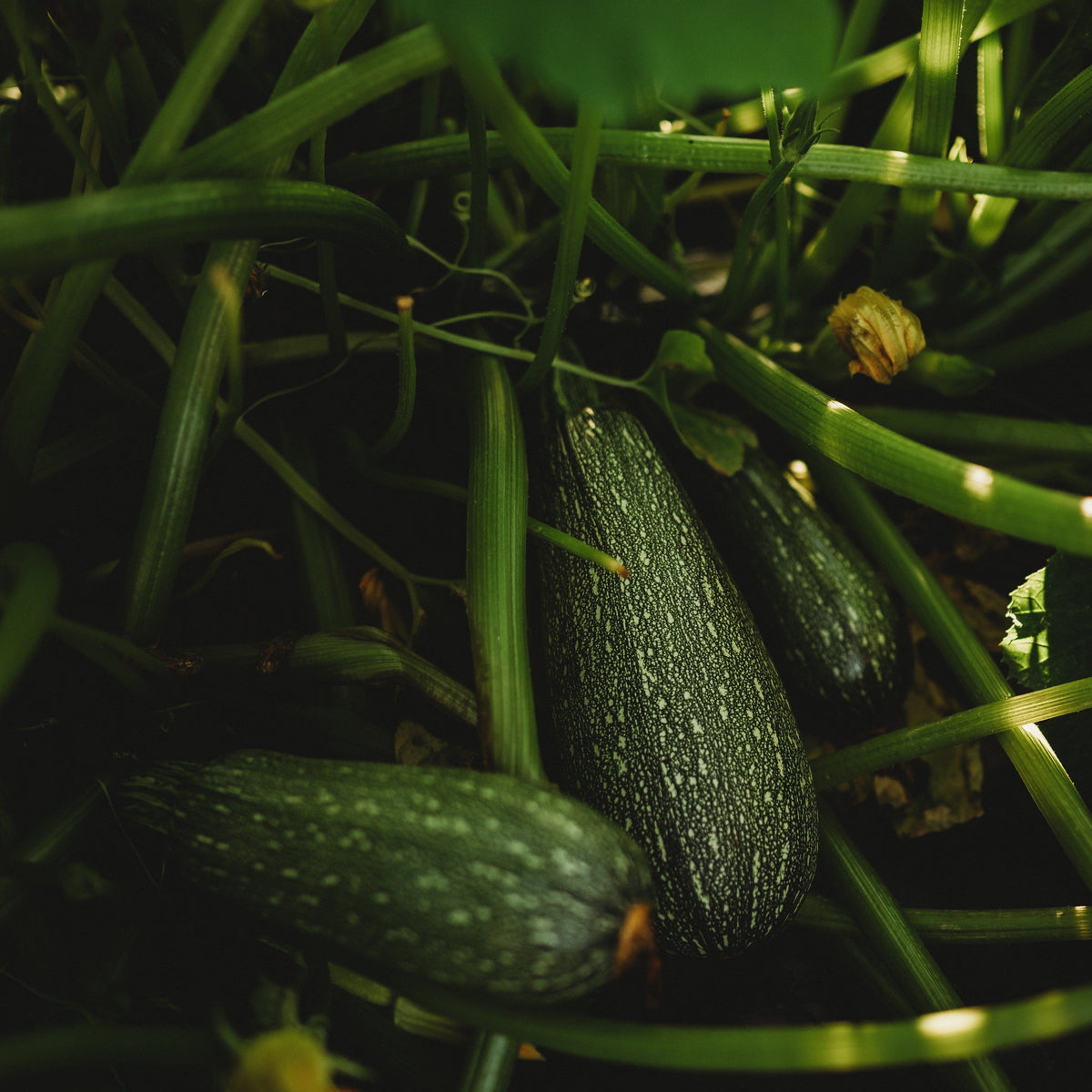 Grey Zucchini