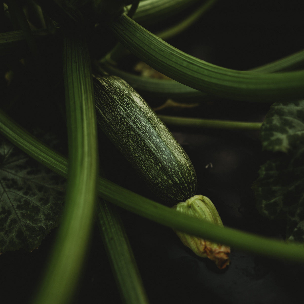 Grey Zucchini