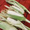 Hayes White Sweet Corn