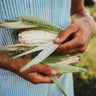 Hayes White Sweet Corn
