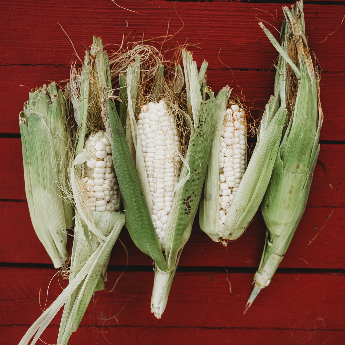 Hayes White Sweet Corn