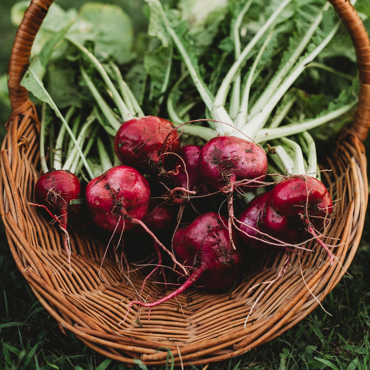Hida Beni Red Turnip
