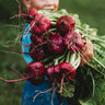Hida Beni Red Turnip
