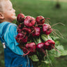 Hida Beni Red Turnip