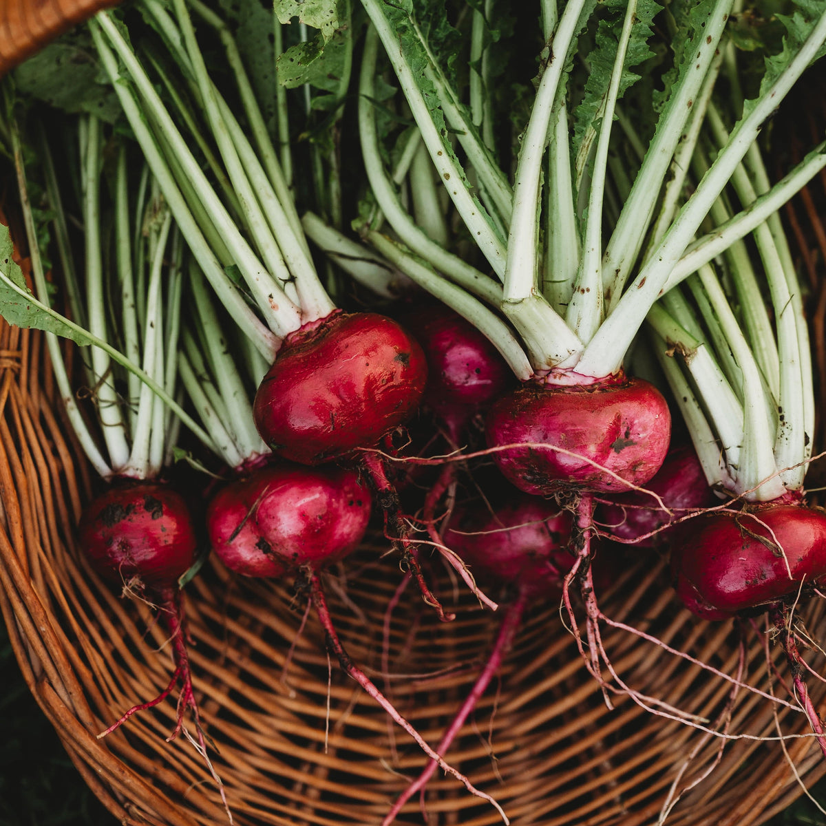 Hida Beni Red Turnip