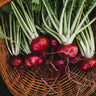 Hida Beni Red Turnip