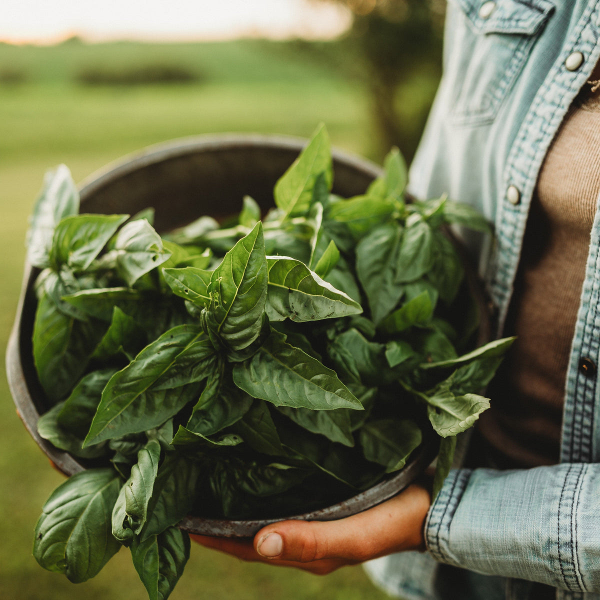 Italian Large Leaf Basil