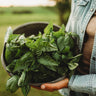 Italian Large Leaf Basil