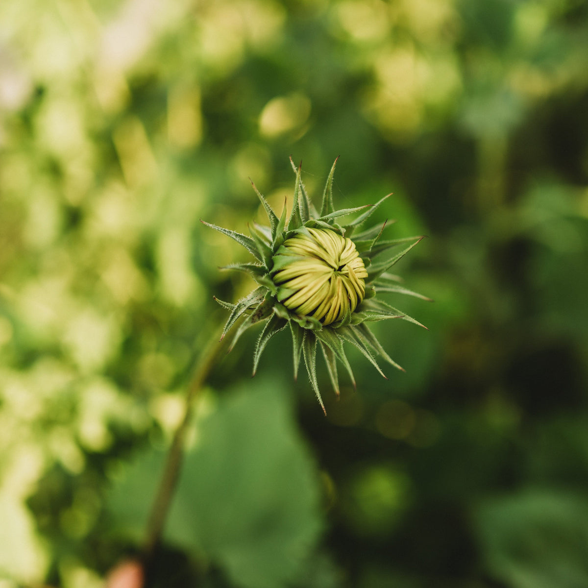 Italian White Sunflower
