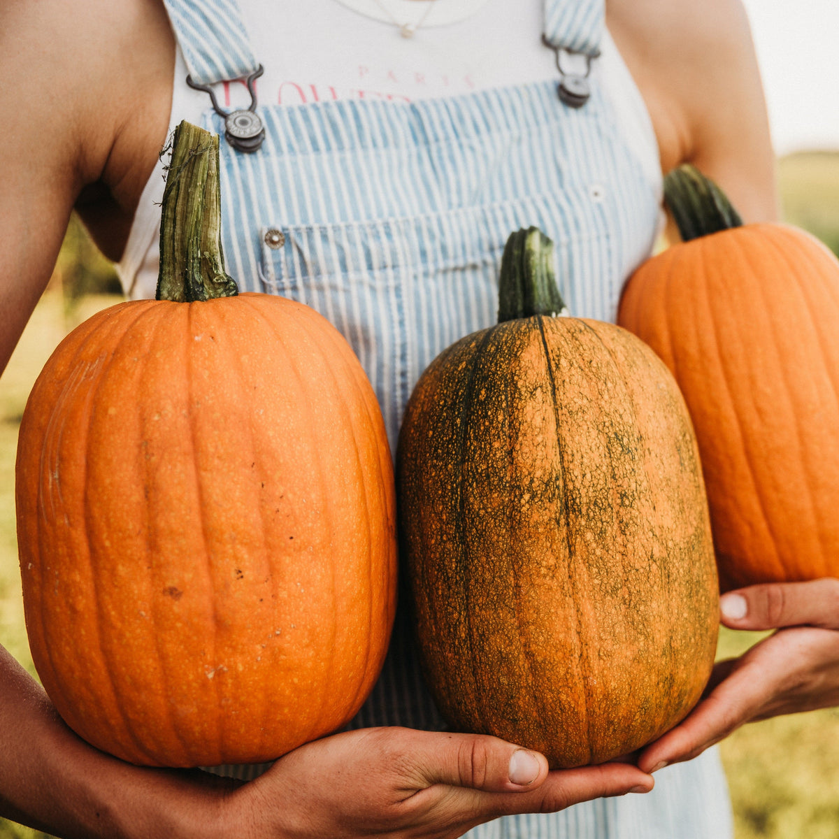 Jack-O-Lantern Pumpkin
